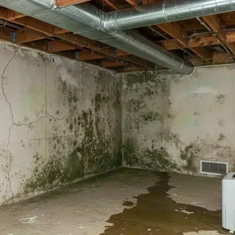 Professional Mold Removal in Naples, NY